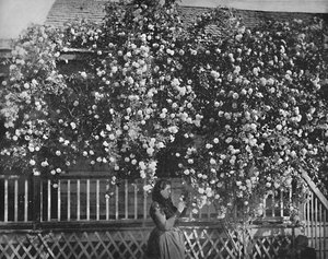 Una casa decorata con rose, California del Sud, c1897 da Unbekannt