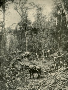Una strada accidentata, Tasmania, 1901