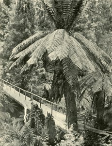 Un ponte rustico, 1901 da Unbekannt