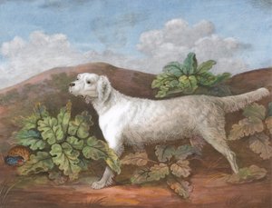 Un setter: rivolto a sinistra, con una pernice nascosta tra le bardane a sinistra, ca. 1805 da Unbekannt