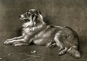 Un cane da pastore