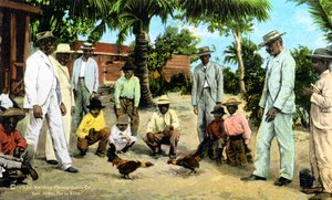 Un combattimento di galli, Porto Rico, 1909 da Unbekannt