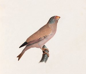 Illustrazione a colori di un uccello da Unbekannt