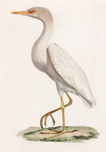 Illustrazione a colori di un uccello