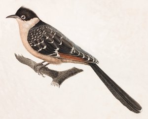 Un