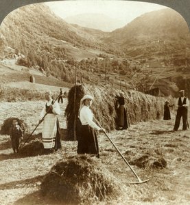 Una famiglia di contadini che fa il fieno in un campo soleggiato tra le montagne, Roldal, Norvegia, c1905