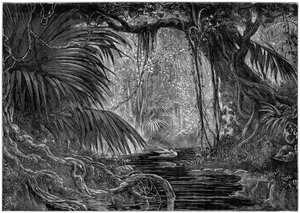 Scena forestale in Perù da Unbekannt
