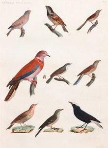 Serie di illustrazioni a colori di uccelli da Unbekannt