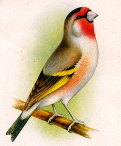 Ibrido cardellino-lucherino