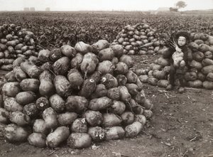 Una bambina con mucchi di rape raccolte, vicino a Landskrona, Svezia, 1910 da Unbekannt