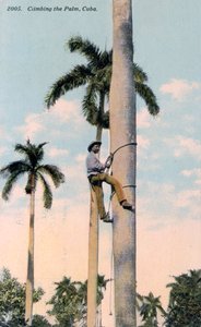 Un uomo che scala una palma, Cuba, 1911 da Unbekannt