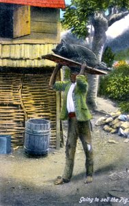 Un uomo in viaggio verso il mercato per vendere un maiale, Giamaica, c1900s da Unbekannt