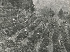 Una piantagione di tè fuori città, Kobe, Giappone, 1895