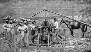 Mulino per la frantumazione della canna da zucchero a cavallo, Indie Occidentali