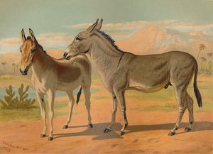 Asino selvatico abissino maschio e onagro indiano femmina, c1879