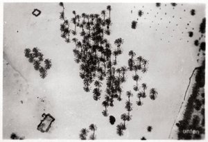 Veduta aerea delle ombre delle palme nel deserto arabico, da un dirigibile, 1931-1933 da Unbekannt