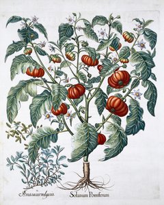 Piante di pomodoro africano e maggiorana, 1613 da Unbekannt