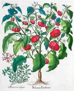 Piante di pomodoro africano e maggiorana, 1613 da Unbekannt