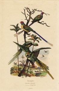 Parrocchetto alessandrino, Psittacula eupatria, e parrocchetto a coda lunga, Psittacula longicauda da Unbekannt