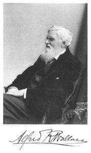 Alfred Russell Wallace, naturalista britannico nato in Galles, c1900 da Unbekannt