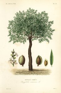 Mandorlo