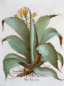 Aloe americana, 1613