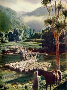 Tra le bellezze delle fattorie di pecore della Nuova Zelanda