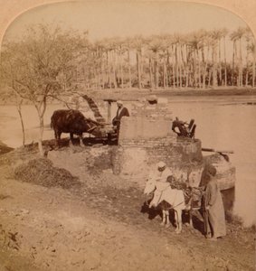 Un Sakiyeh egiziano, disegnando acqua del Nilo per l