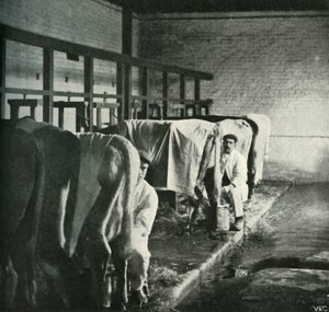 Una stalla moderna alla Walker-Gordon Farm, 1902 da Unbekannt