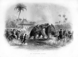 Combattimento di elefanti, India, XIX secolo