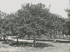 Un aranceto vicino alla città, St Augustine, USA, 1895 da Unbekannt