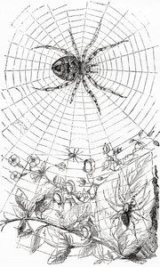 Un ragno tessitore orbicolare o araneide da Unbekannt