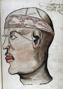 Anatomia XVI secolo: sezione del cervello, per lo studio della localizzazione delle diverse funzioni cerebrali e degli organi della testa che vi sono collegati