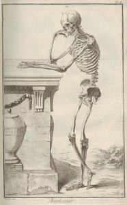 Anatomia. Dall