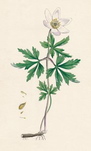 Anemone nemorosa. Anemone dei boschi, XIX secolo