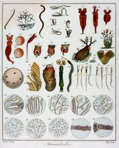 Animalcules osservati da Anton van Leeuwenhoek, c1795