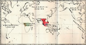 Anthropoidea - Hylobates Rosso, Simia Blu, Gorilla Marrone, Anthropopithecus Verde, 1897 da Unbekannt