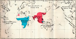 Anthropoidea - VI. Mappa della distribuzione di varie specie Blu e Macacus Rosso, 1897 da Unbekannt