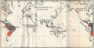 Anthropoidea - V. Mappa della distribuzione delle famiglie Hapalidae Rosso, e Cebidae Blu, 1897