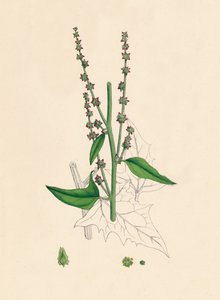 Atriplex Smithii. Orache di Smith, 19° secolo da Unbekannt