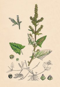 Atriplex deltoidea. Orache a foglia triangolare, XIX secolo da Unbekannt