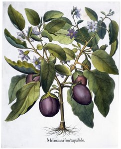Melanzana, 1613 da Unbekannt