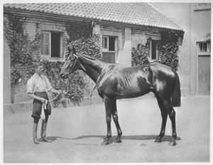 Stella australiana, 1911 da Unbekannt