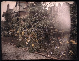 Autochrome di fiori, c 1908 da Unbekannt