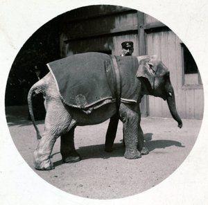 Elefantino allo zoo, circa 1890 da Unbekannt