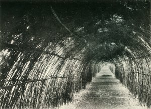 Viale di bambù a Barrackpore, 1904, 1925 da Unbekannt