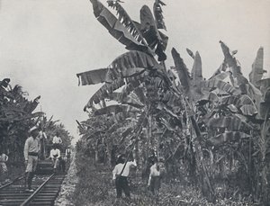 Piantagione di banane, 1924 da Unbekannt