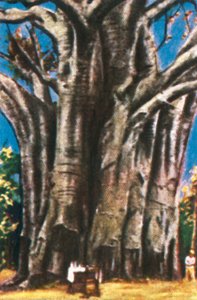 Baobab, Monti Usambara, c1928 da Unbekannt