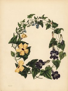 Maurandia di Barclay, Maurandya barclayana, la Thunbergia alata, Memoria; Non ti scordar di me, Myosotis scorpioides da Unbekannt