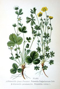 Fragola sterile e cinquefoglia primaverile, 1893 da Unbekannt